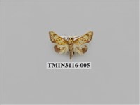 藏品(螟蛾219)的圖片